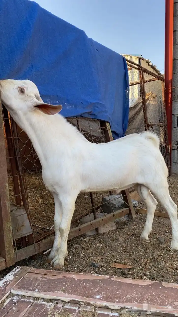 مشاريع فحول 0