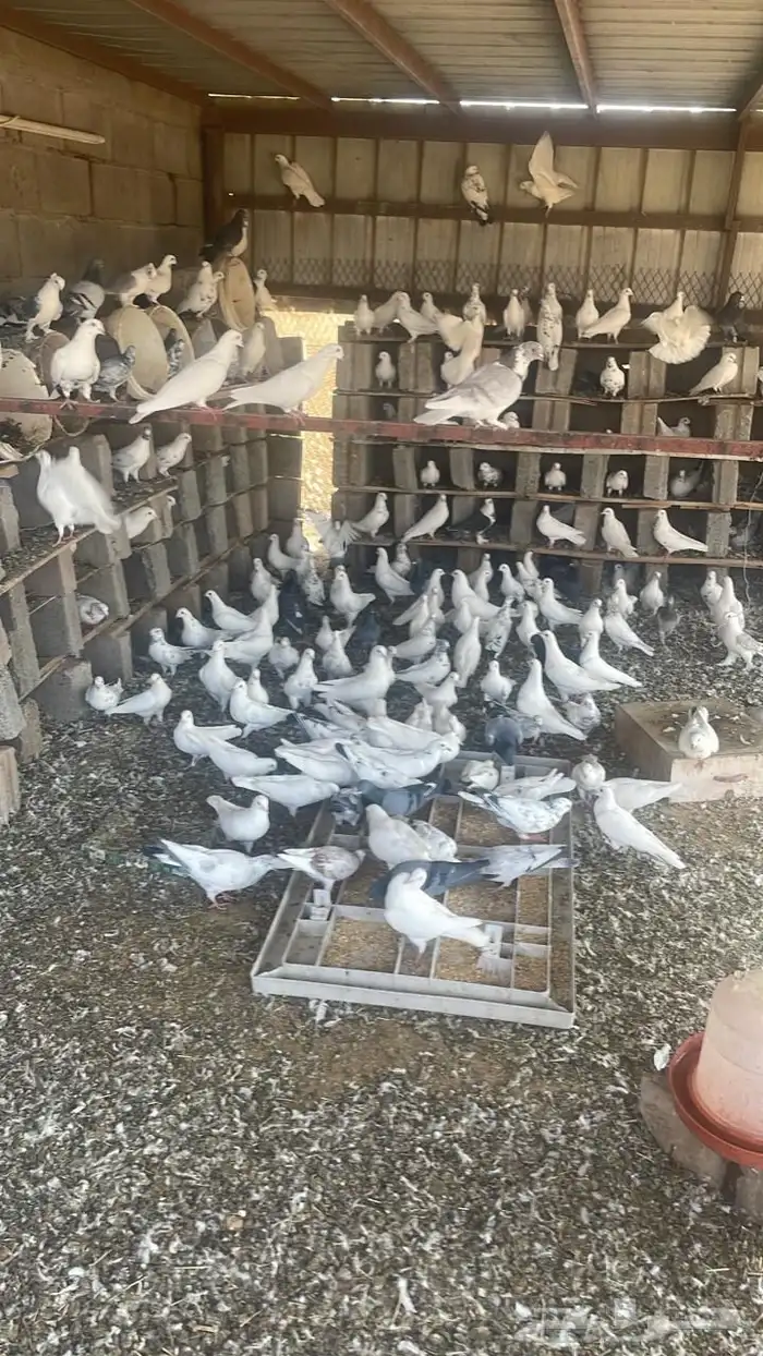 حمام للبيع 1