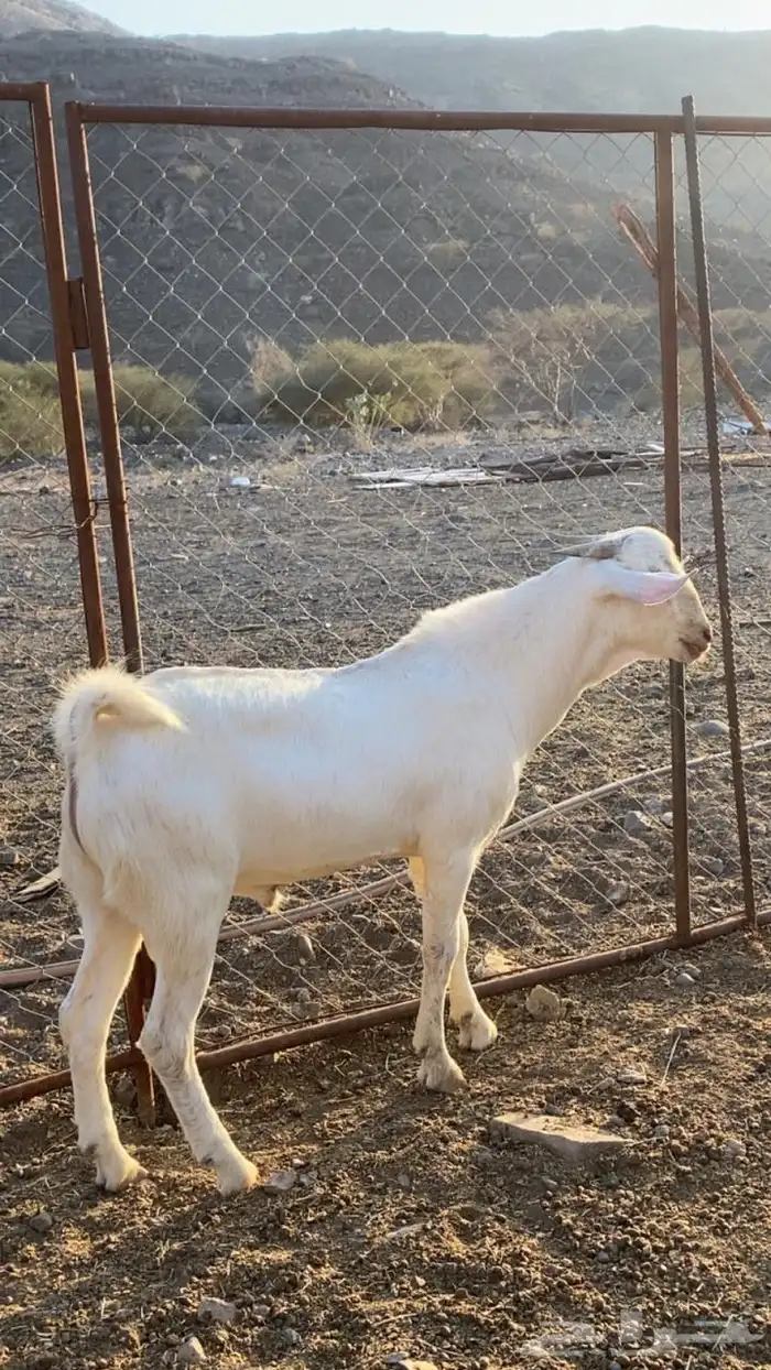 مشاريع فحول 7