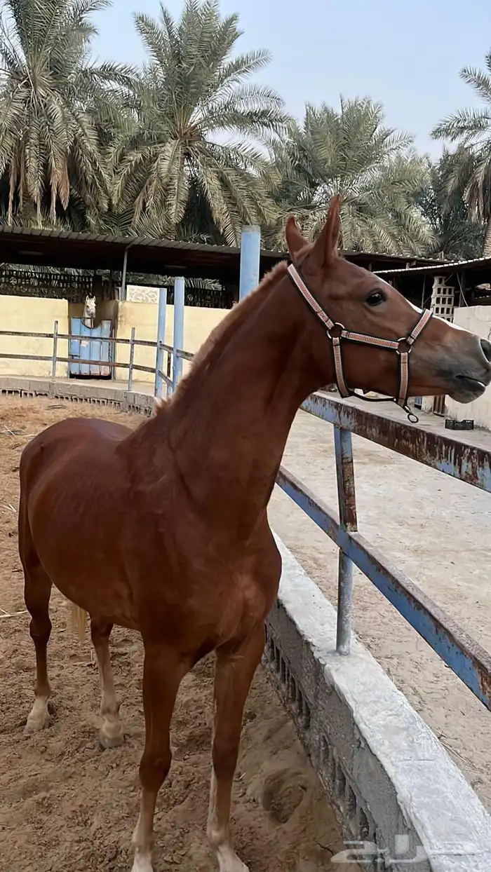 فرس شعبيه للبيع 2