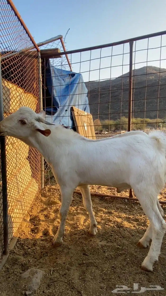 مشاريع فحول 1