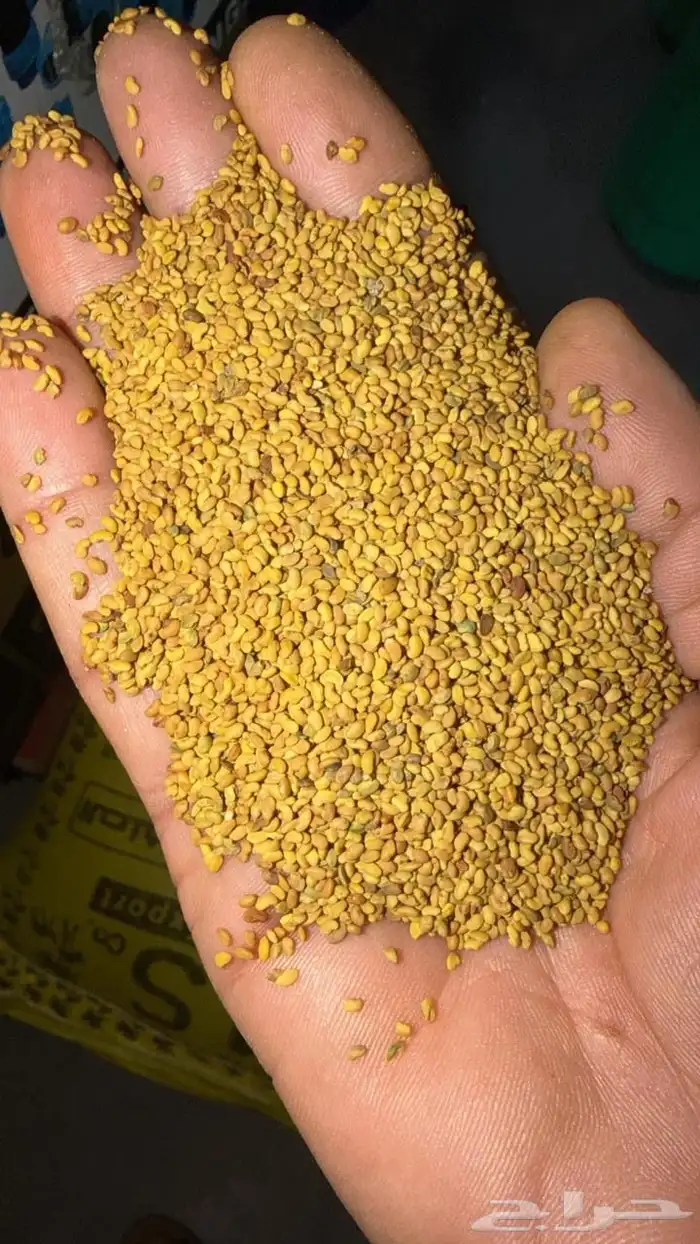 برسيم حساوي 0