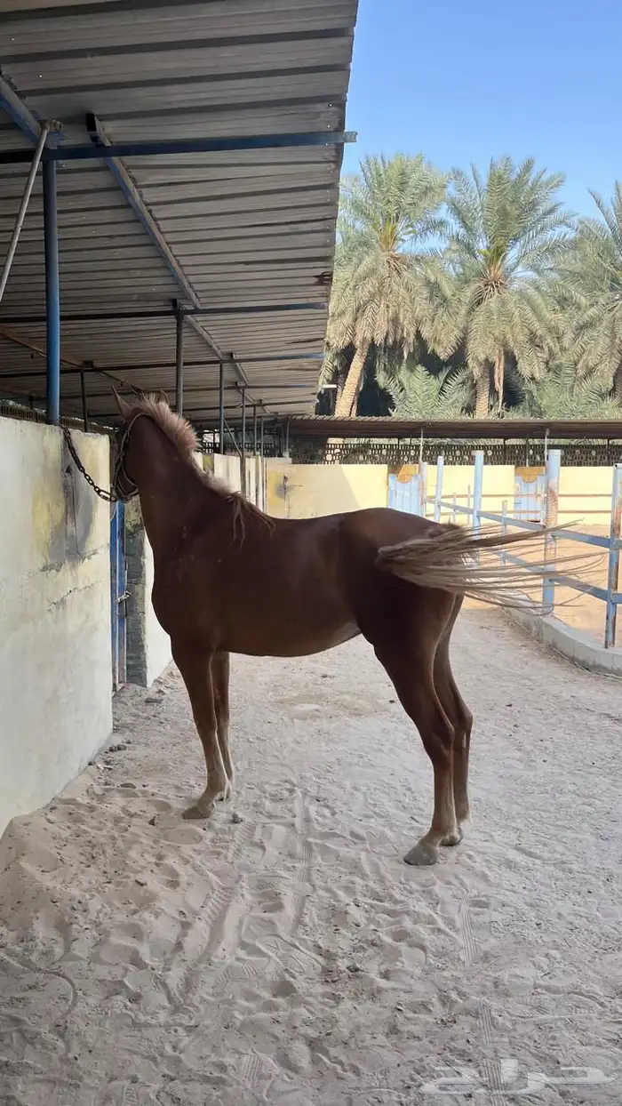 فرس شعبيه للبيع 3