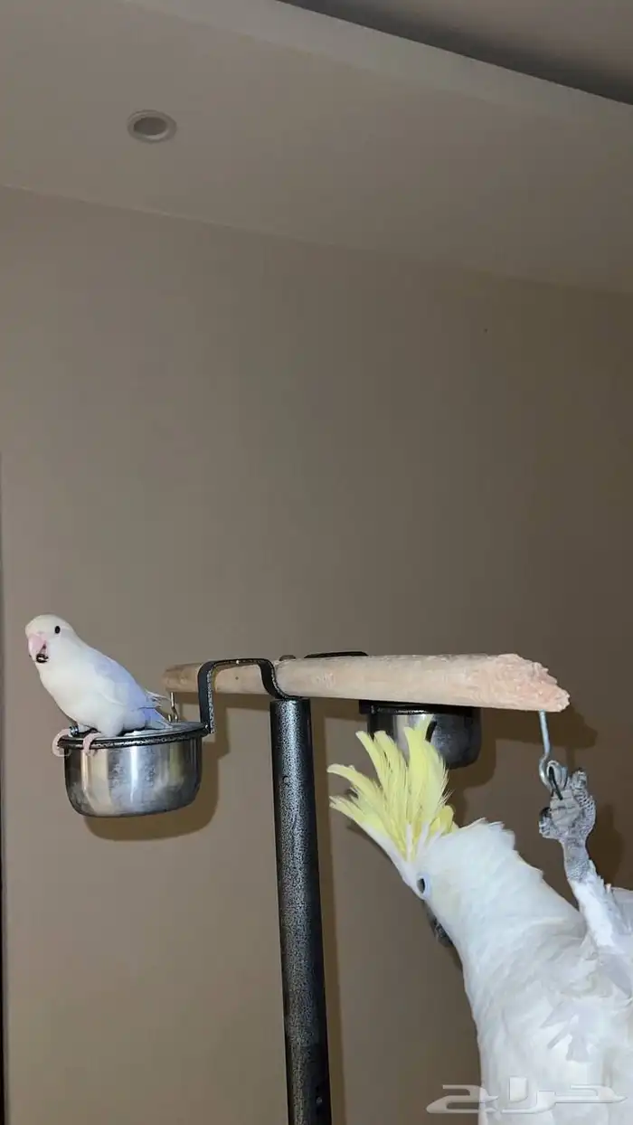 ببغاء كوكاتو ترايتون 1