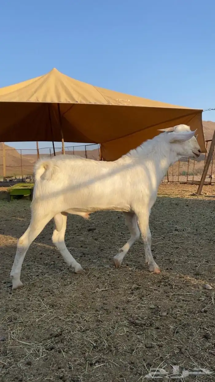 مشاريع فحول 3