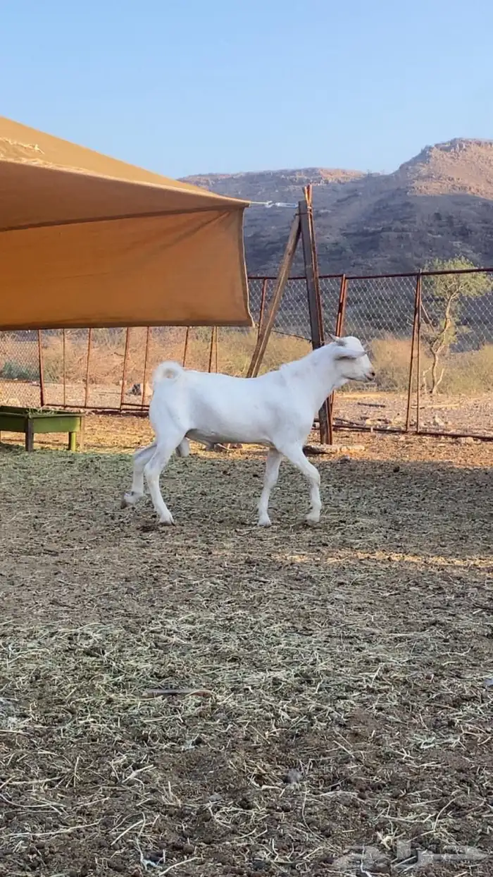 مشاريع فحول 8