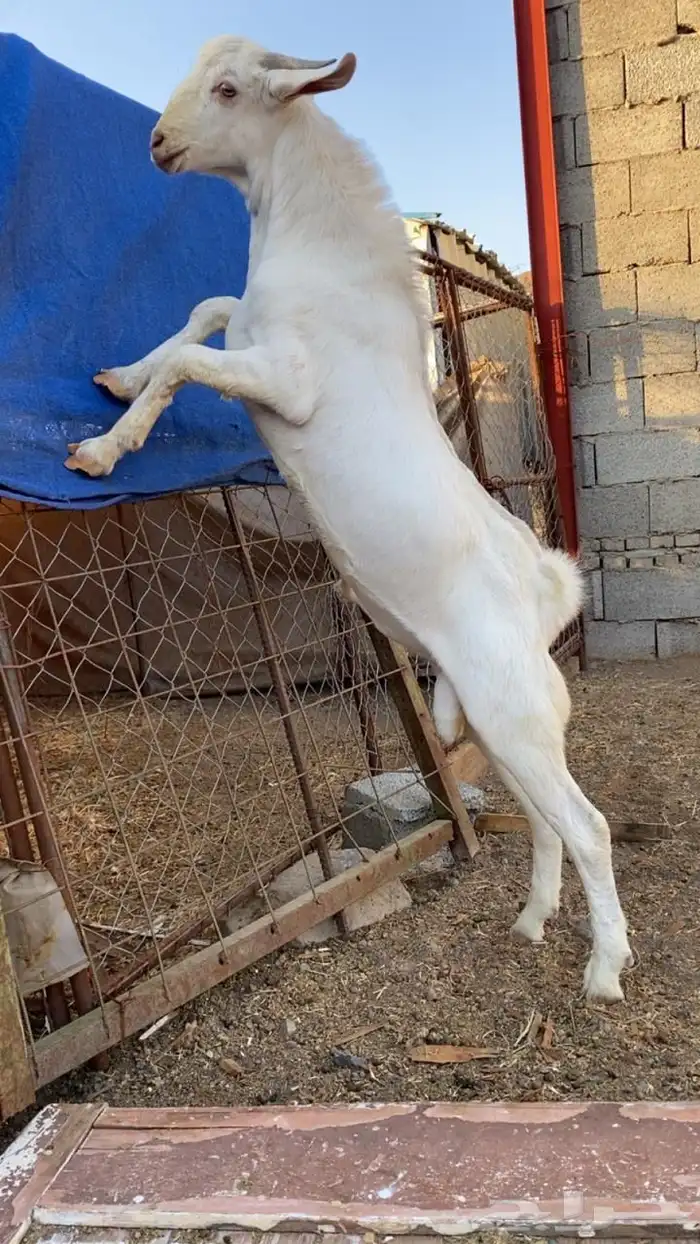 مشاريع فحول 2