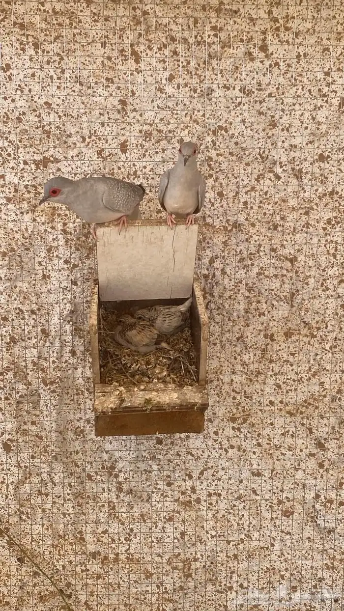 يمام الماسي 0