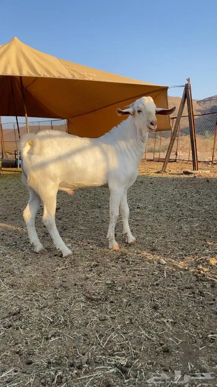 مشاريع فحول 4