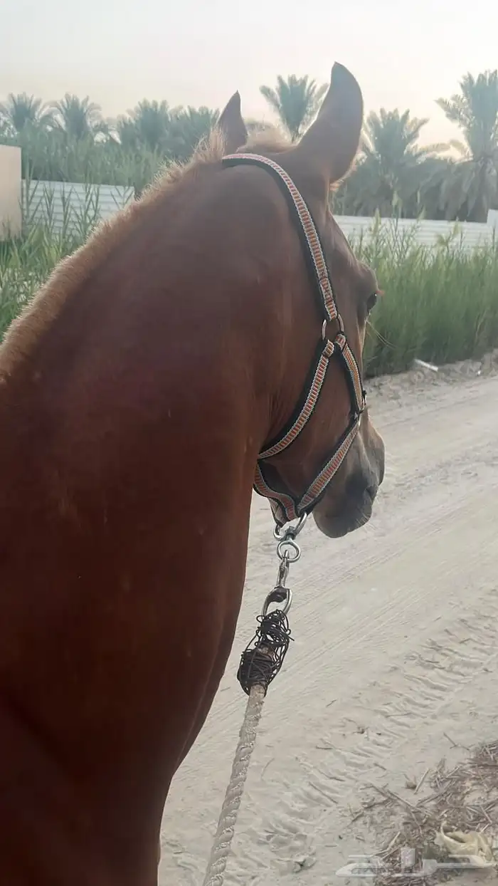 فرس شعبيه للبيع 5