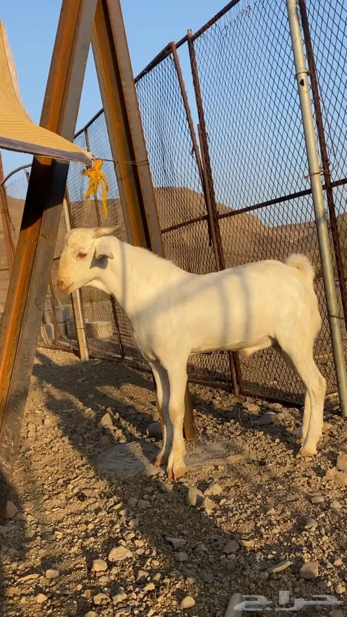 مشاريع فحول 6