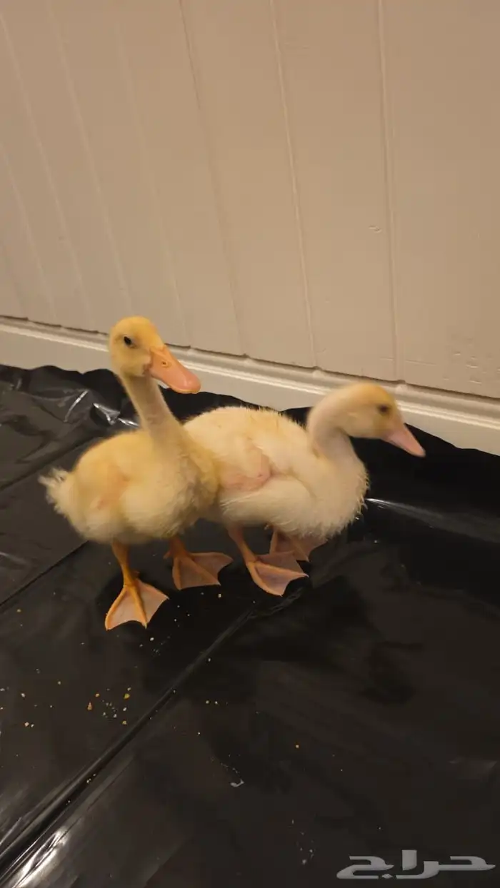 2 جوز بط للبيع 2