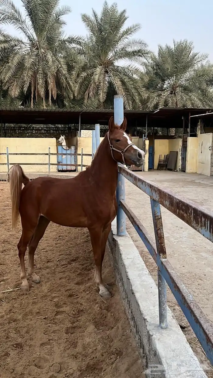 فرس شعبيه للبيع 1