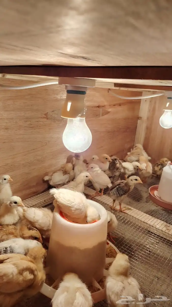 صيصان لوهمان براون 1