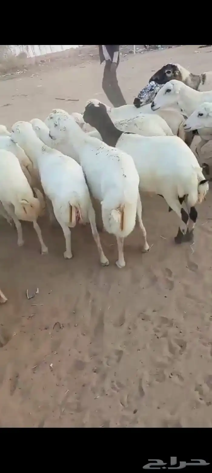 ضأن رفيديات قرايب دفيع على شرط العدد 50 مراح واحد مضمونه 7