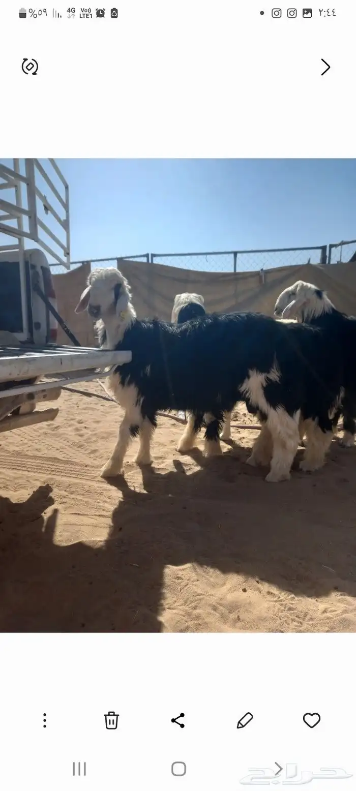 للبيع طليان جذاع 3