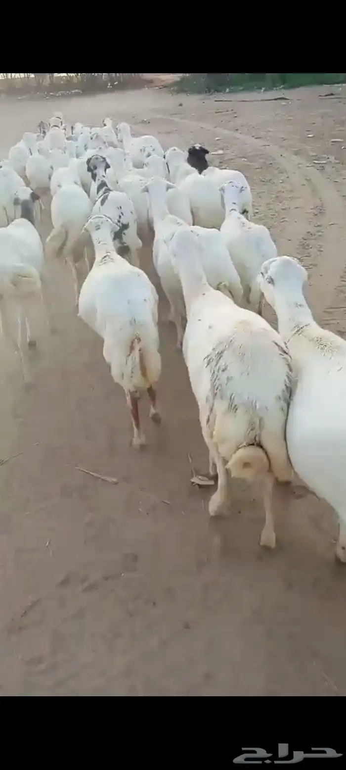 ضأن رفيديات قرايب دفيع على شرط العدد 50 مراح واحد مضمونه 8