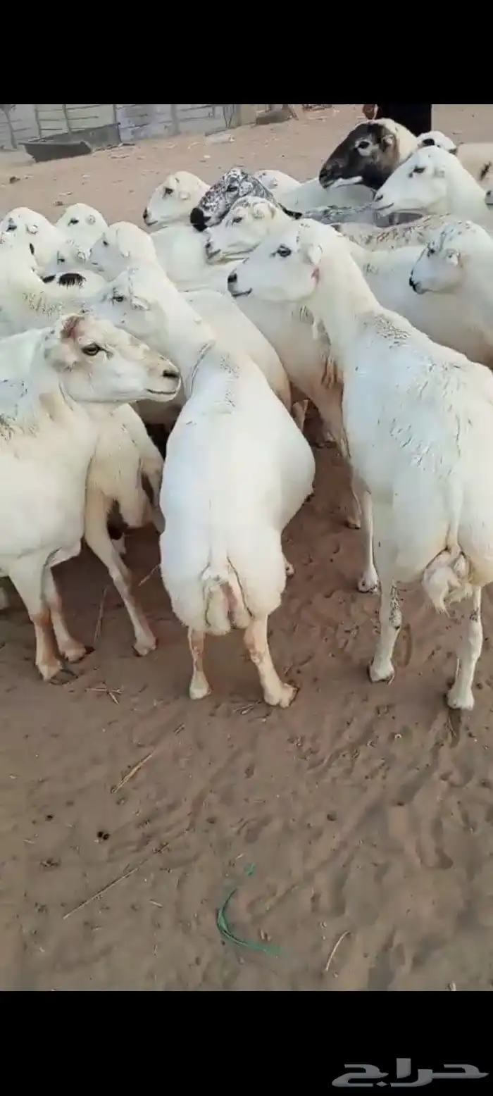 ضأن رفيديات قرايب دفيع على شرط العدد 50 مراح واحد مضمونه 0