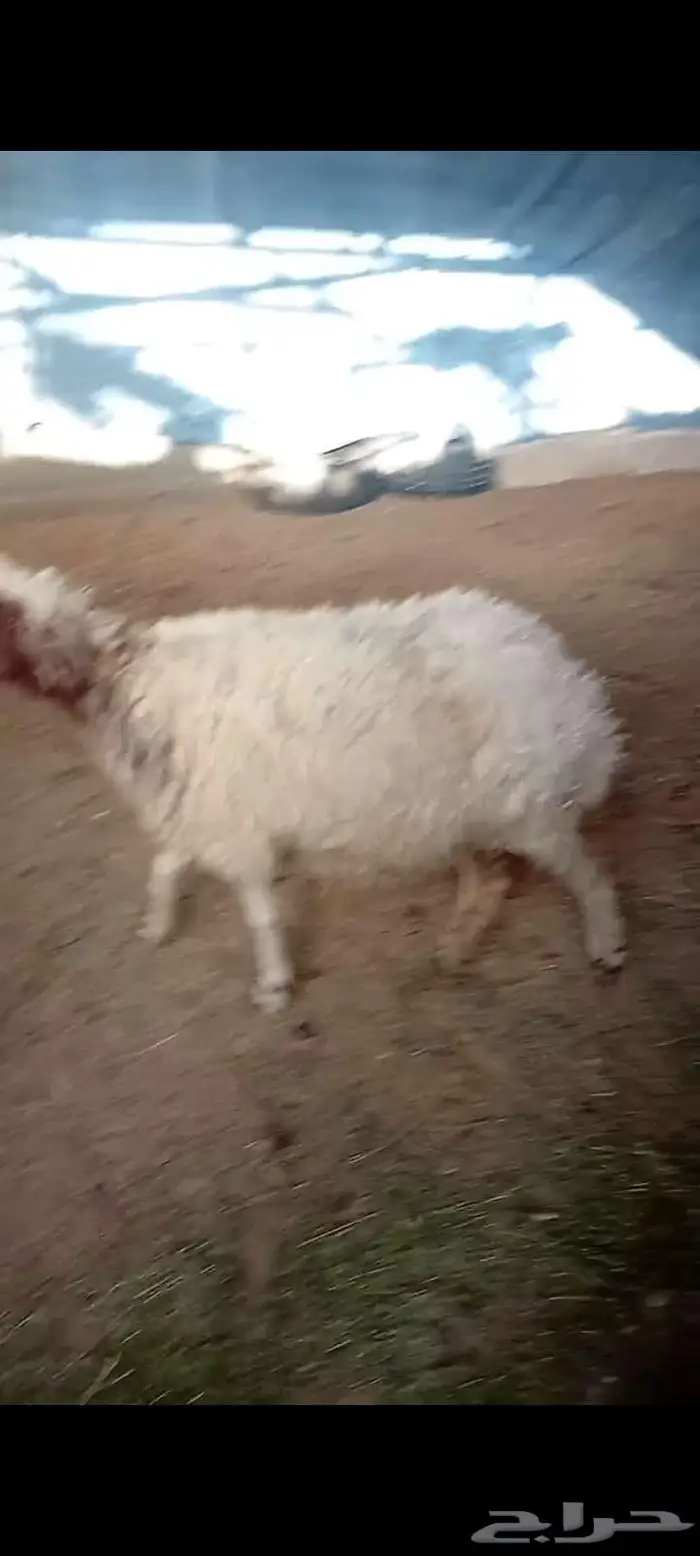 الدرعيه الشارع العام 0