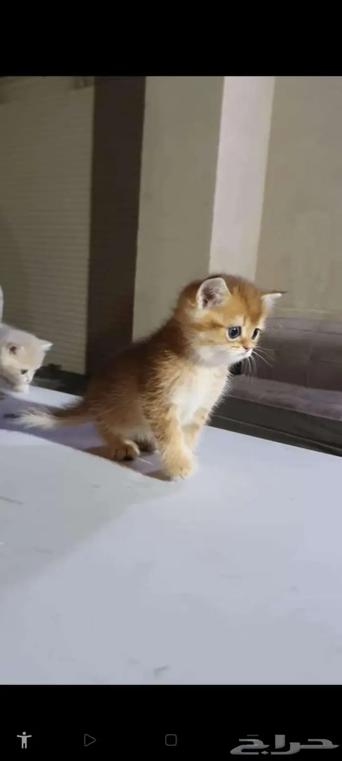 قطط برتش بيور للبيع 2