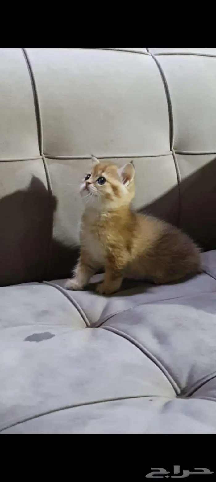 قطط برتش بيور للبيع 4