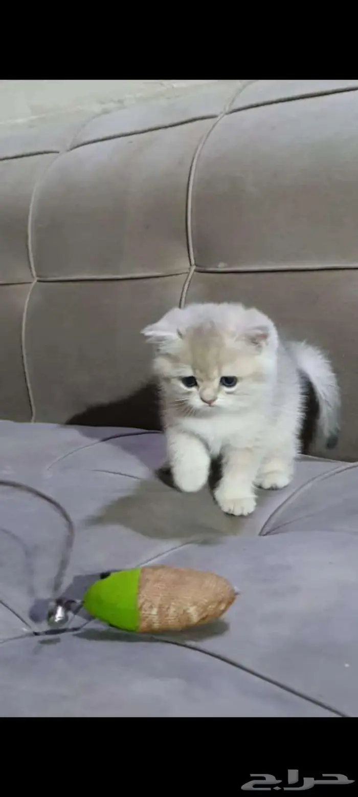 قطط برتش بيور للبيع 0