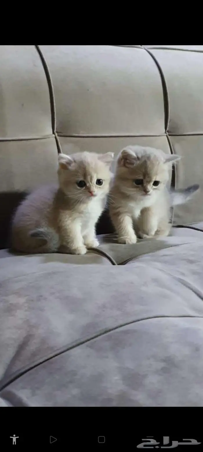 قطط برتش بيور للبيع 5