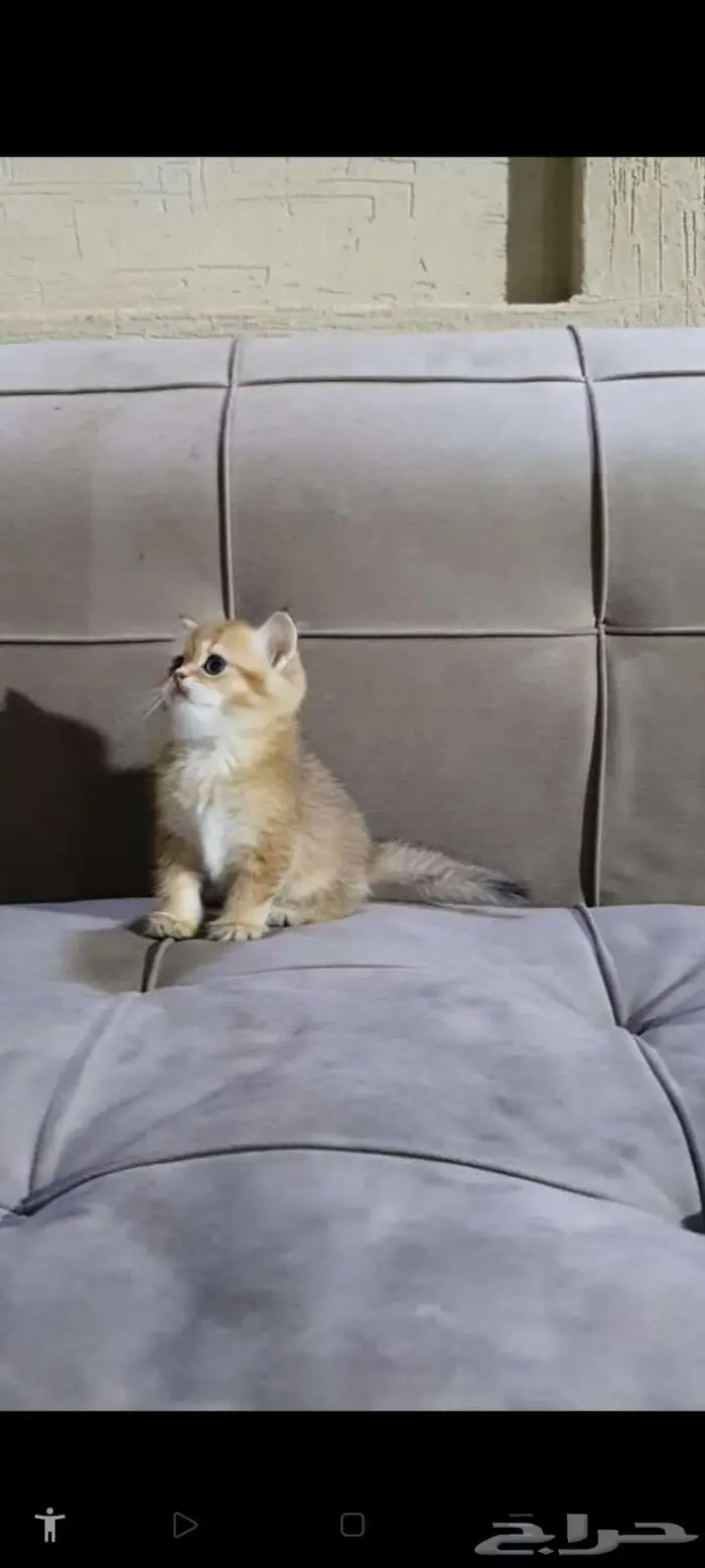 قطط برتش بيور للبيع 3