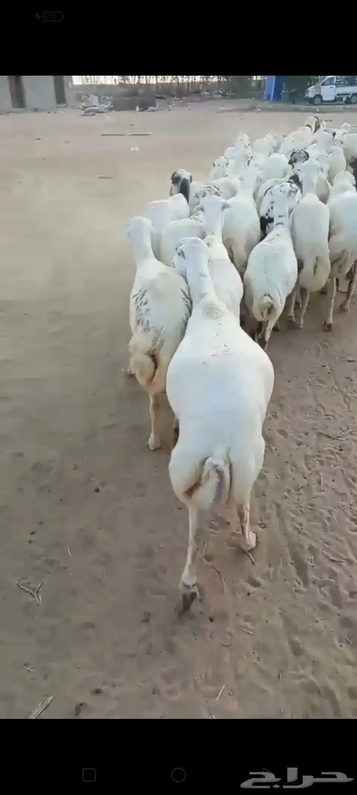 ضأن رفيديات قرايب دفيع على شرط العدد 50 مراح واحد مضمونه 6