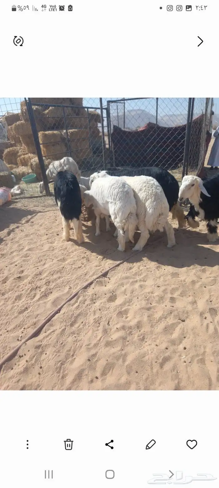 للبيع طليان جذاع 2