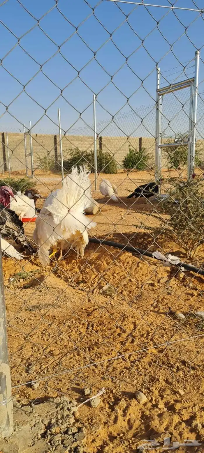 رومي للبيع الصحه ممتازه 2