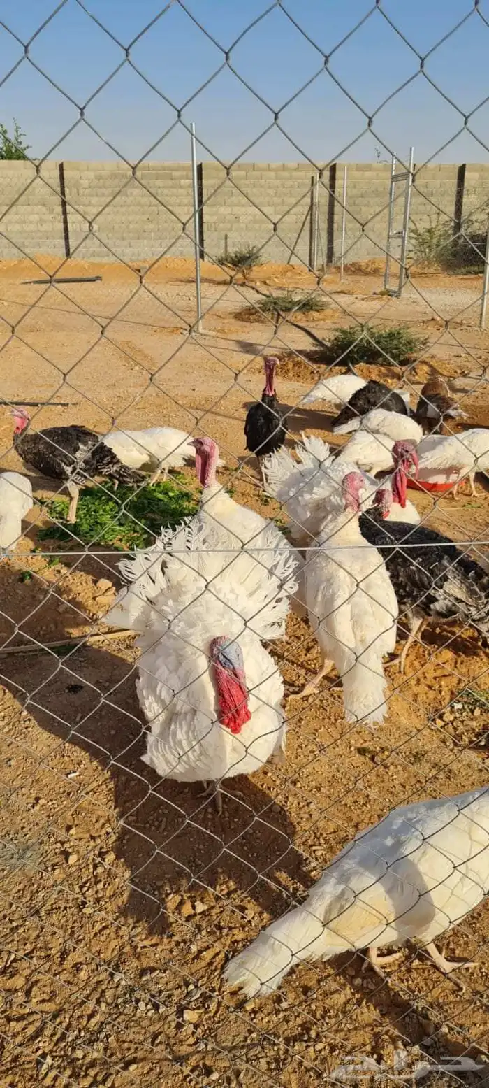 رومي للبيع الصحه ممتازه 3