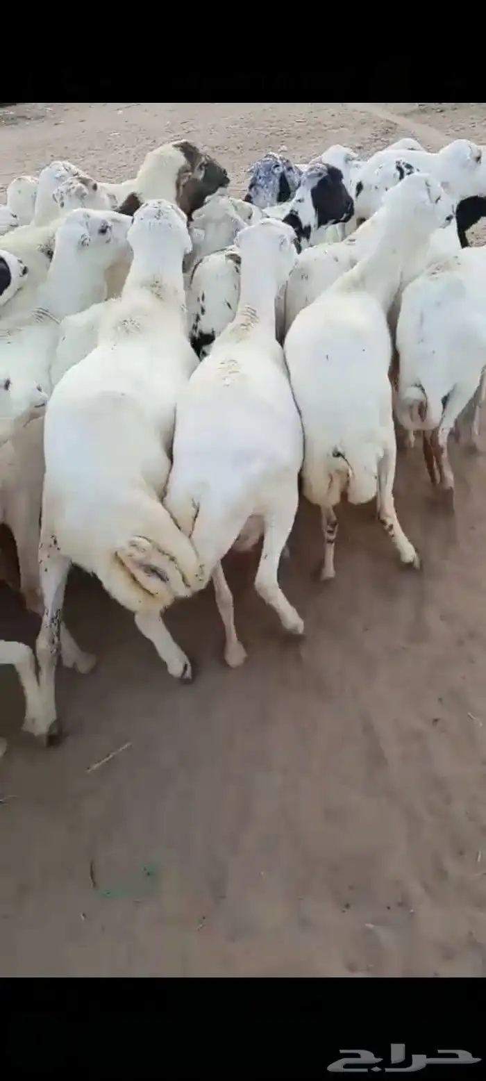 ضأن رفيديات قرايب دفيع على شرط العدد 50 مراح واحد مضمونه 1