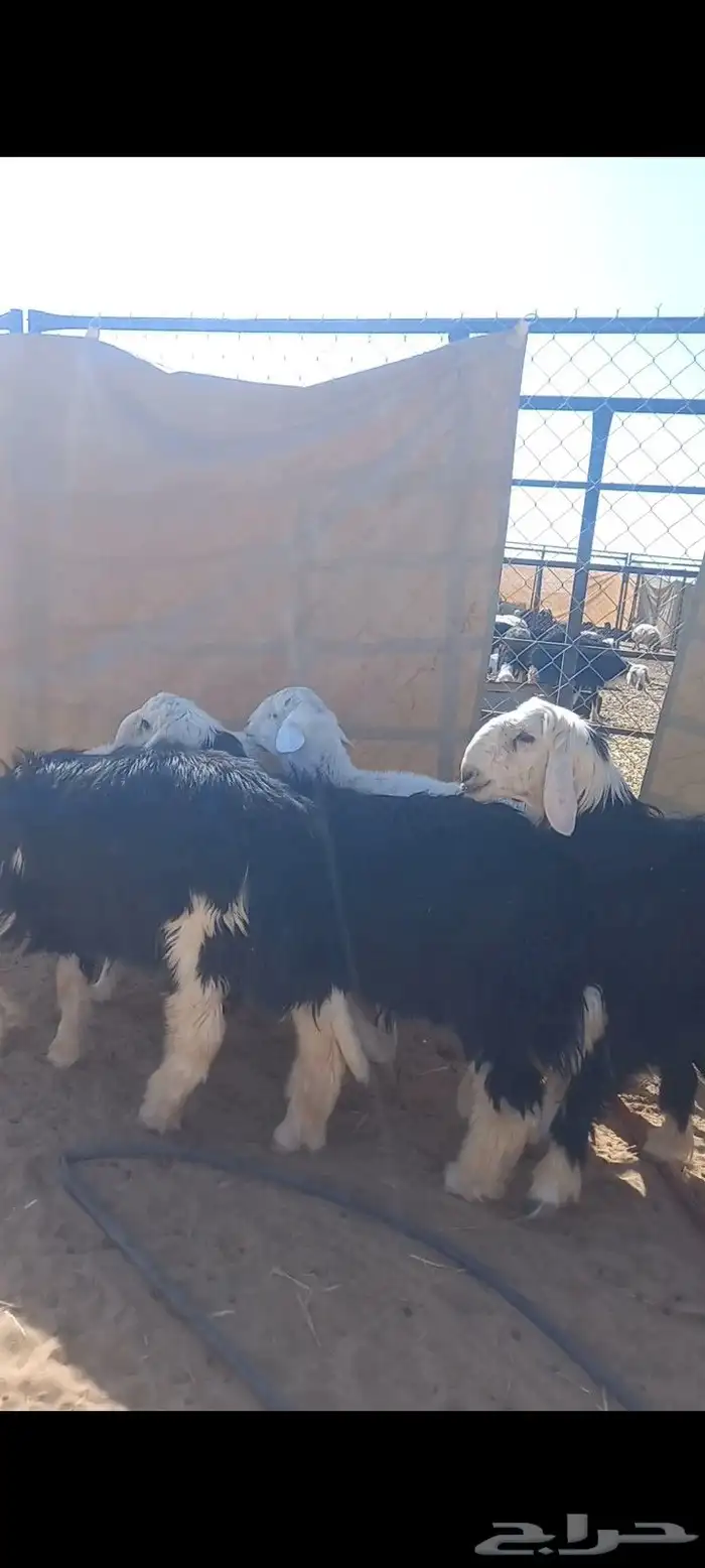 للبيع طليان جذاع 0