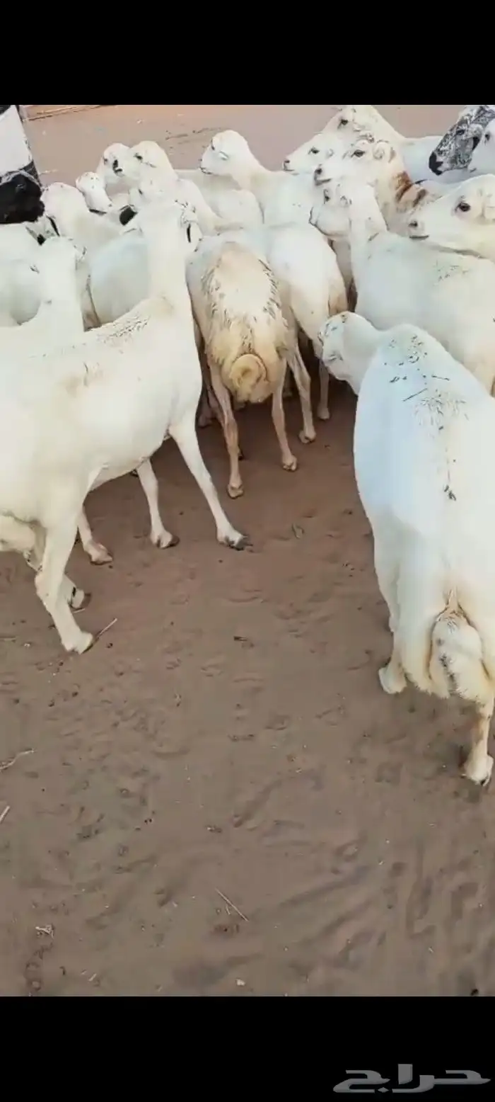 ضأن رفيديات قرايب دفيع على شرط العدد 50 مراح واحد مضمونه 5