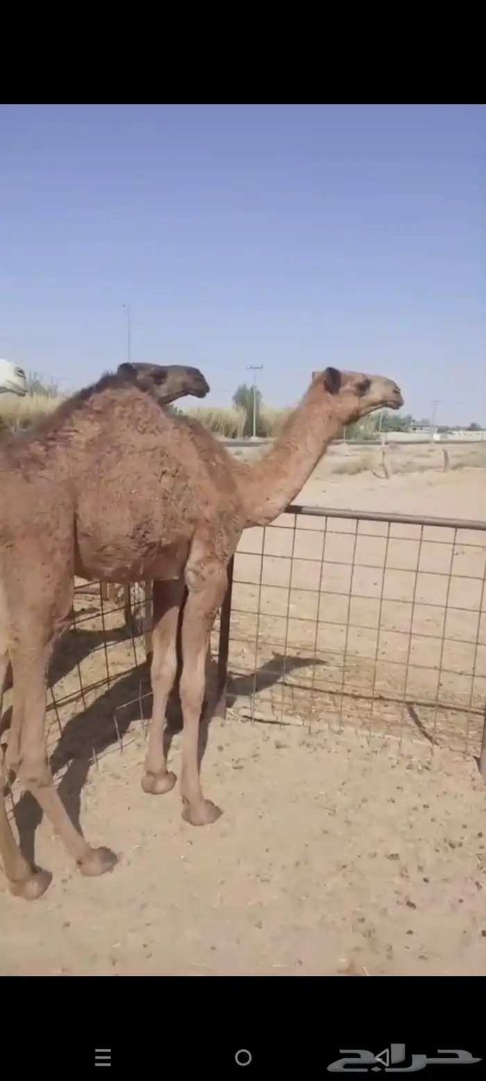 بكره توها مفروده عن امها 1