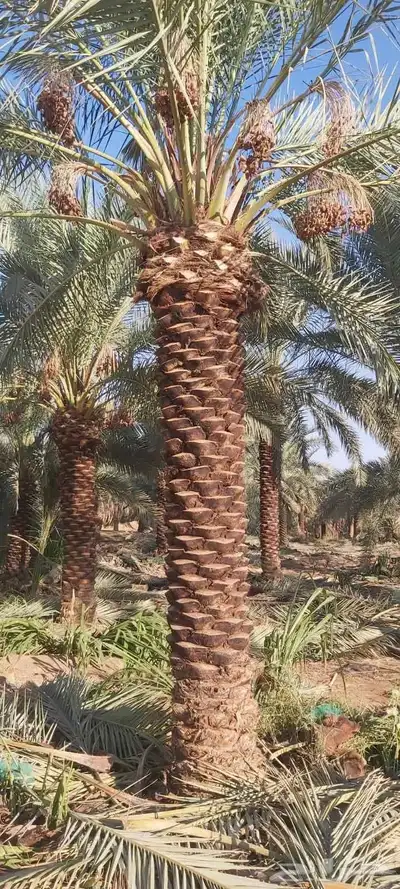 نخل للبيع جميع المقاسات متوفره index
