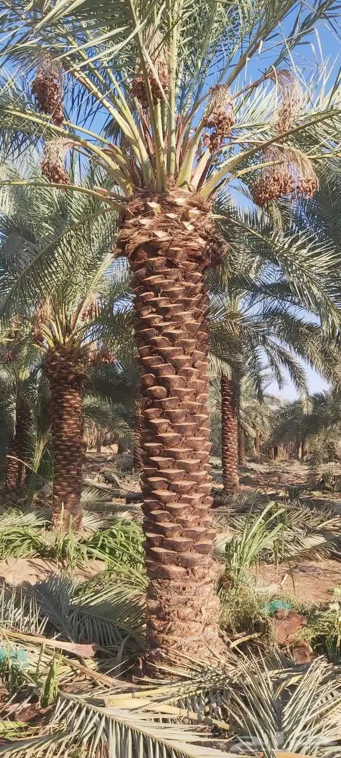 نخل للبيع جميع المقاسات متوفره 2