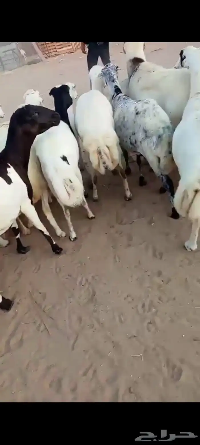 ضأن رفيديات قرايب دفيع على شرط العدد 50 مراح واحد مضمونه 3