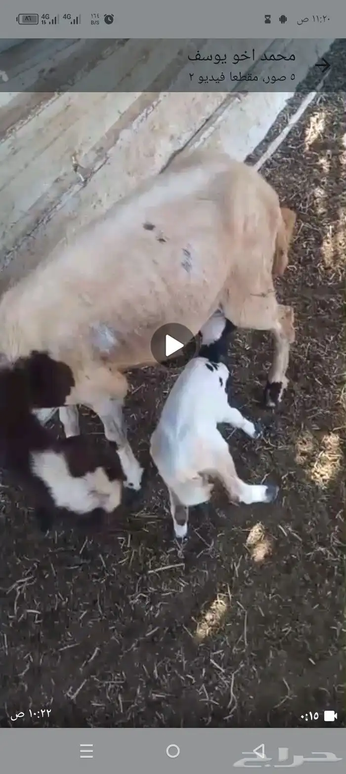 نعجه جدع مع رخل 3