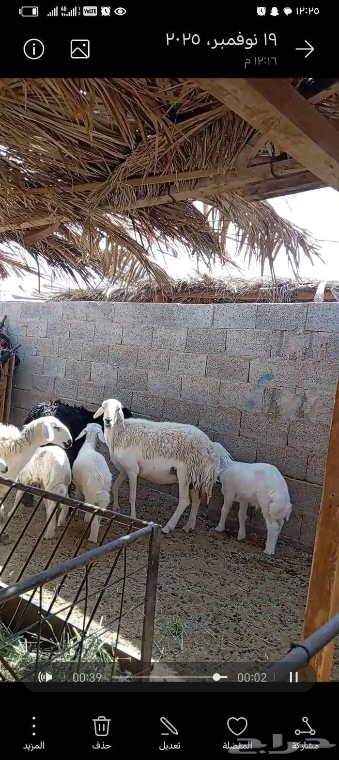 للبيع حريات 2مشاريك طيبه بلحيل متابيع 5تحتها 5 0