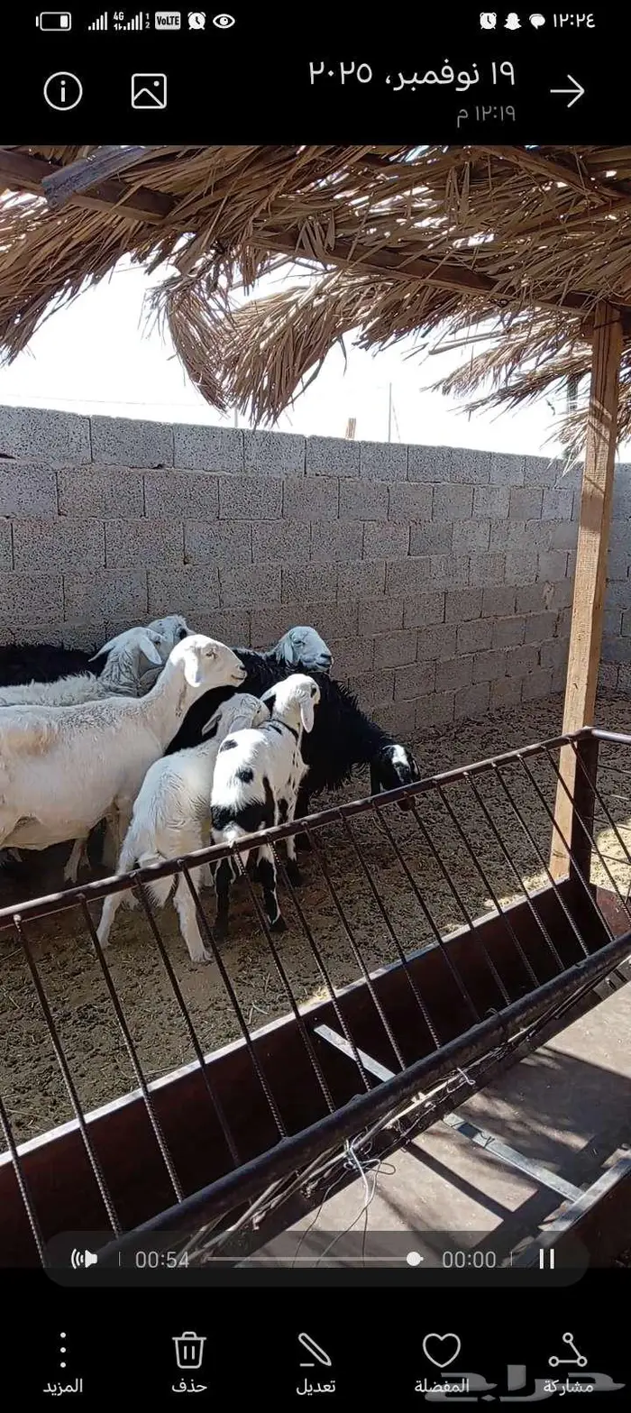 للبيع حريات 2مشاريك طيبه بلحيل متابيع 5تحتها 5 2