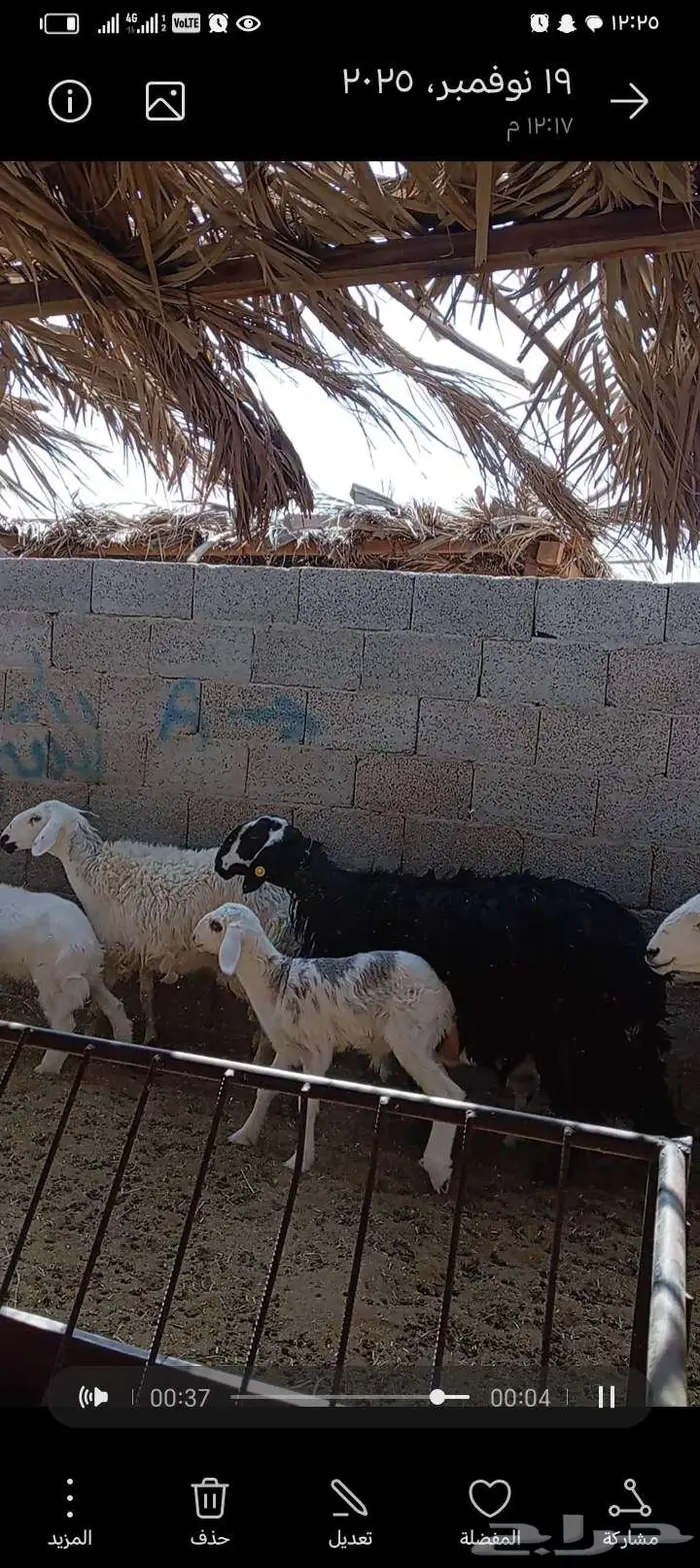 للبيع حريات 2مشاريك طيبه بلحيل متابيع 5تحتها 5 1