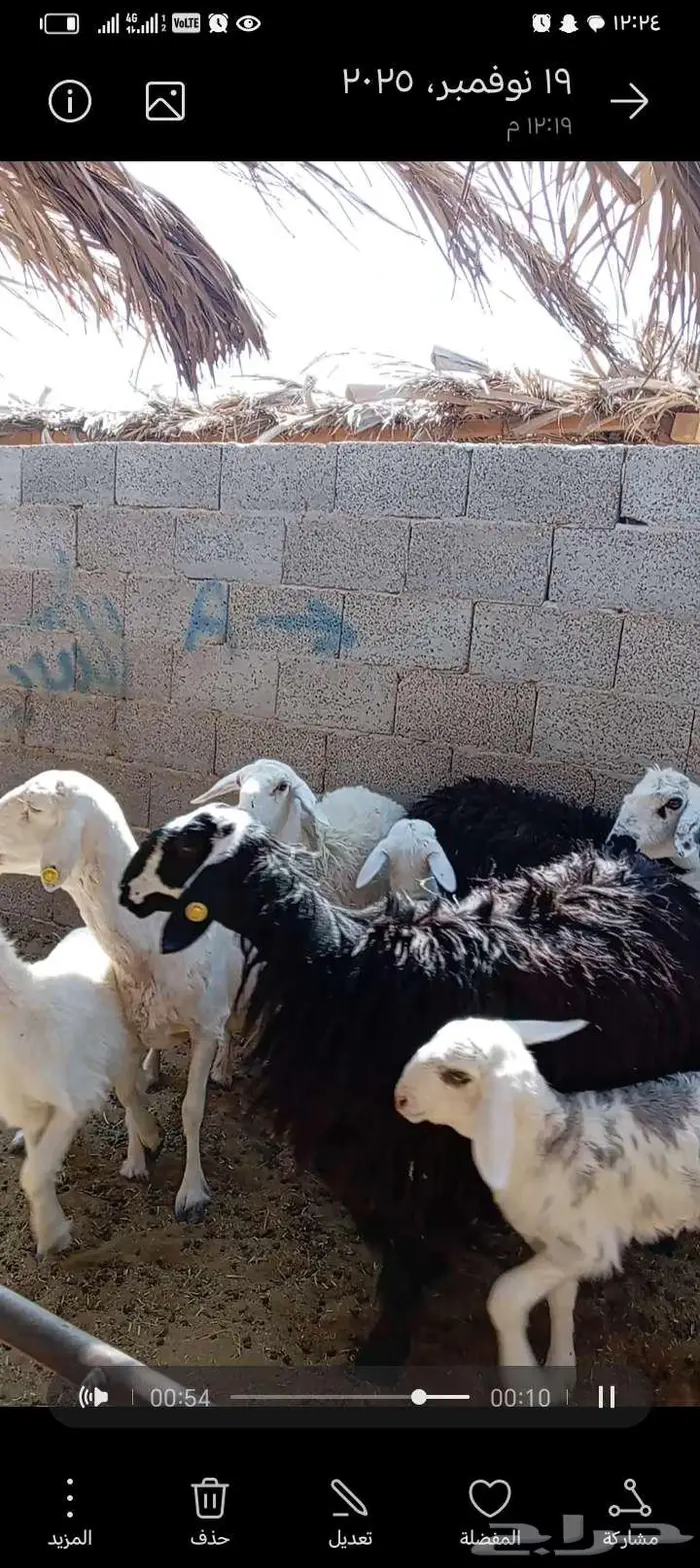 للبيع حريات 2مشاريك طيبه بلحيل متابيع 5تحتها 5 3