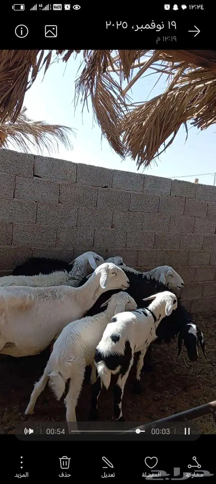 للبيع حريات 2مشاريك طيبه بلحيل متابيع 5تحتها 5 4