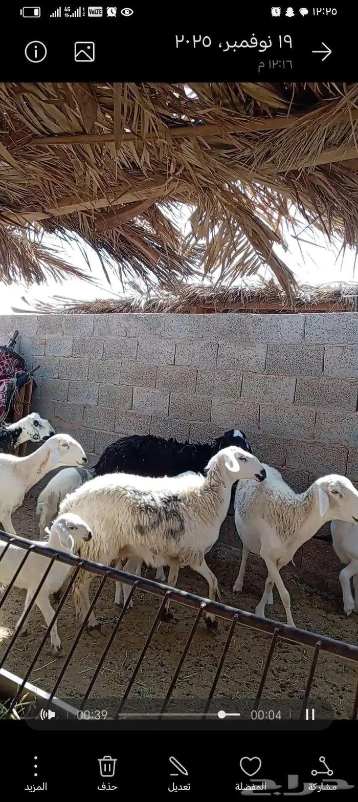 للبيع حريات 2مشاريك طيبه بلحيل متابيع 5تحتها 5 5