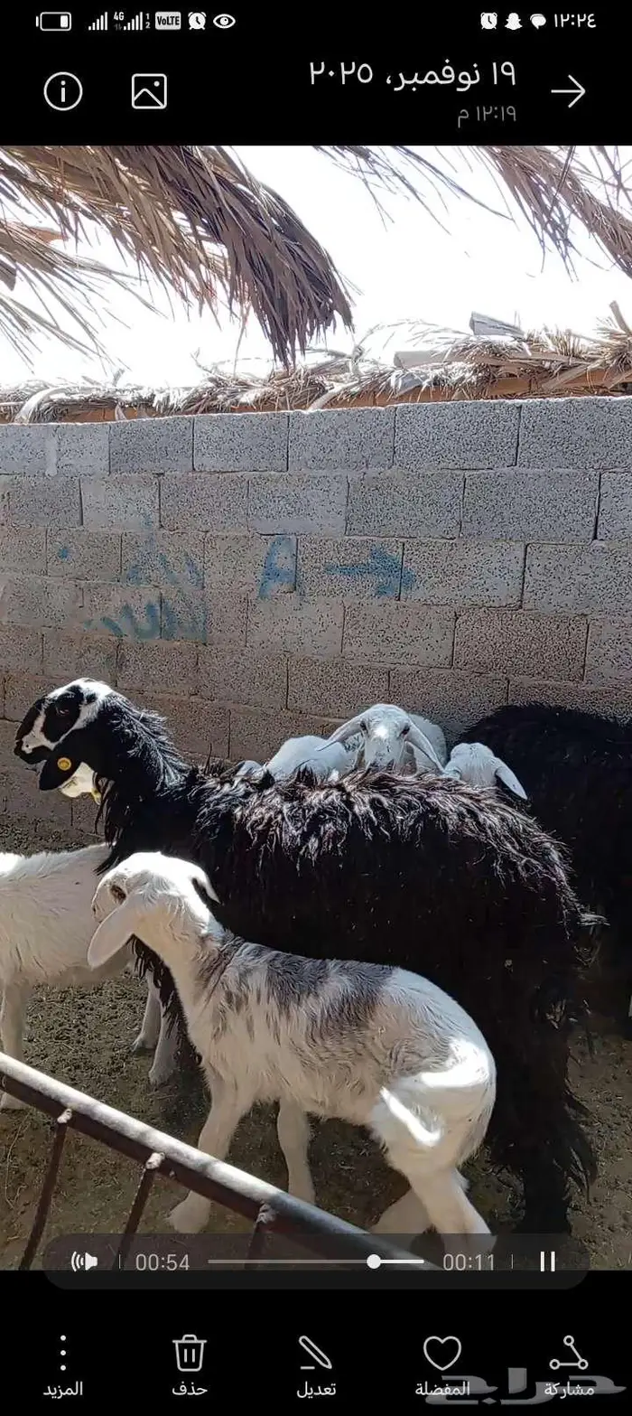 للبيع حريات 2مشاريك طيبه بلحيل متابيع 5تحتها 5 6