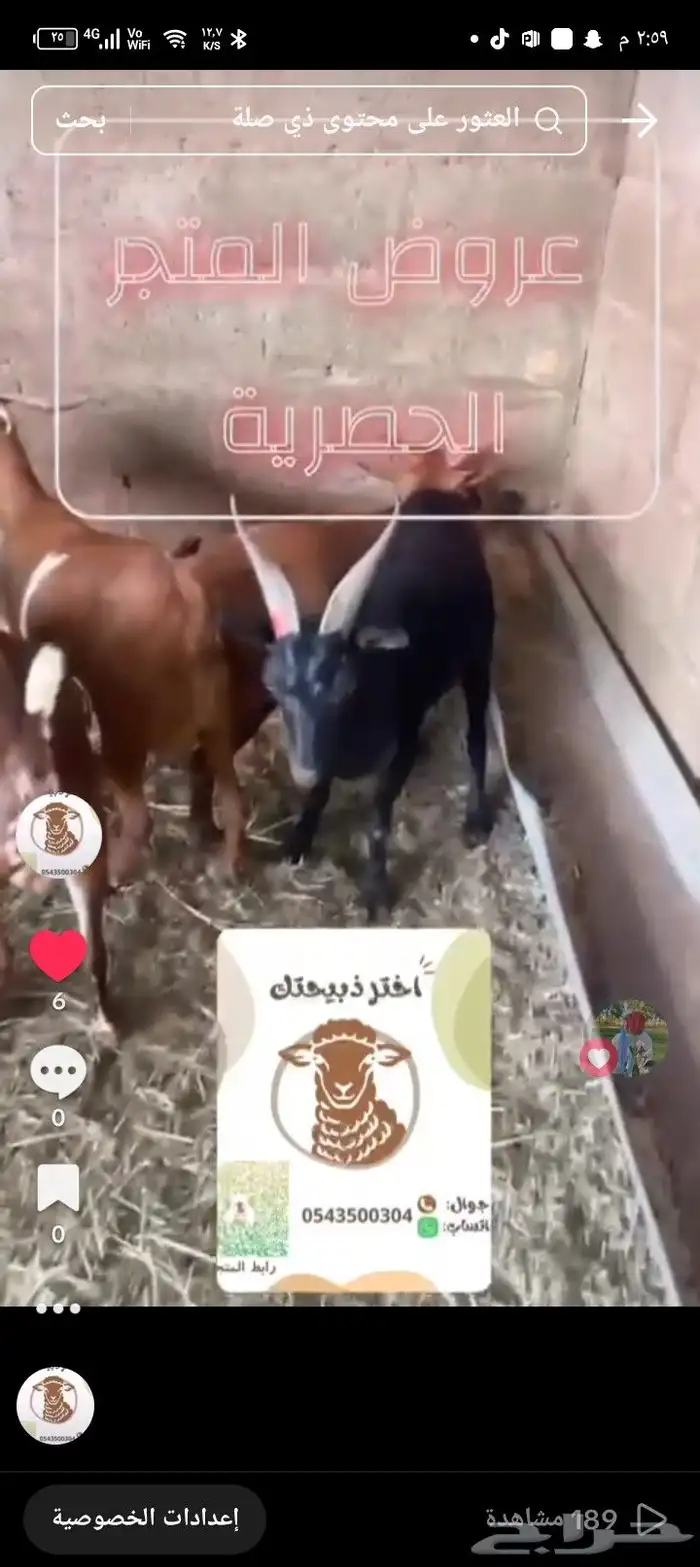 تيوس مستوردة وخرفان 3