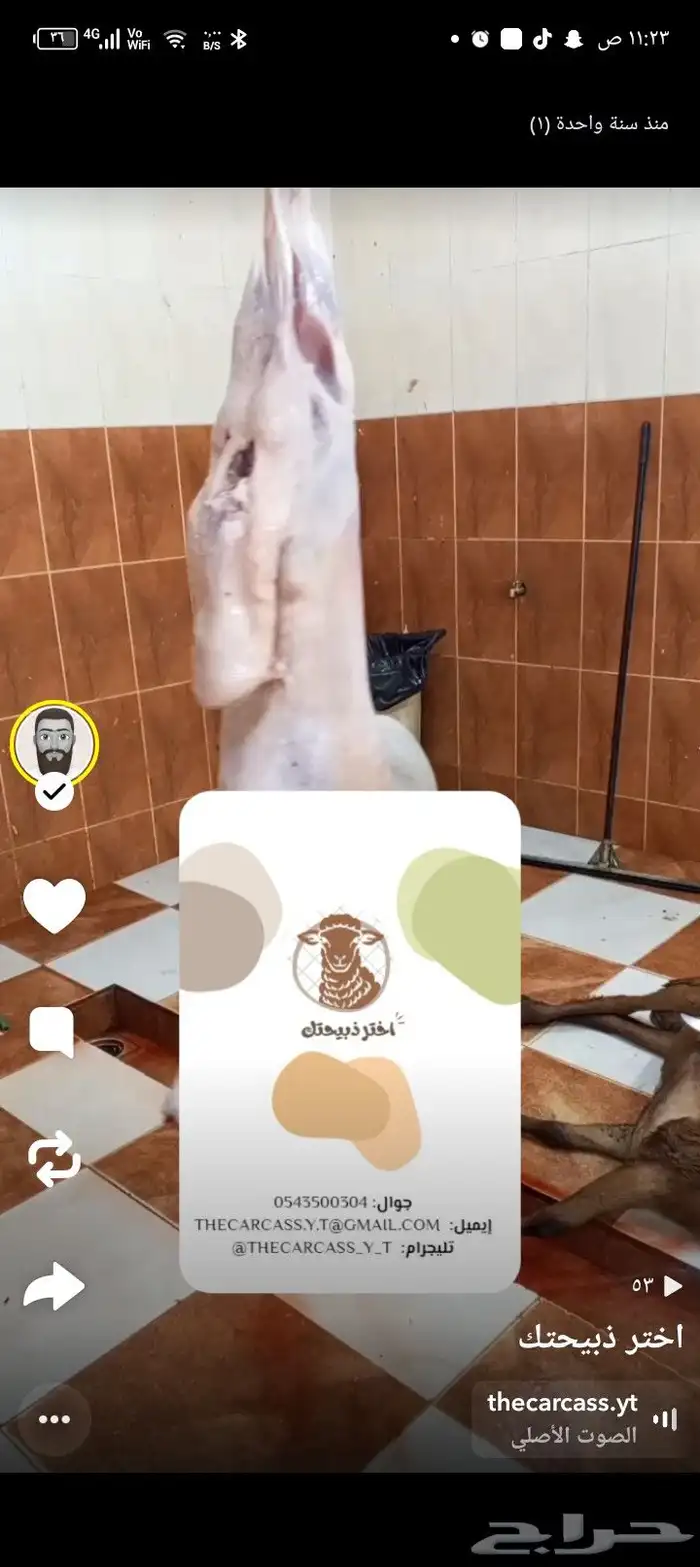 تيوس مستوردة وخرفان 1