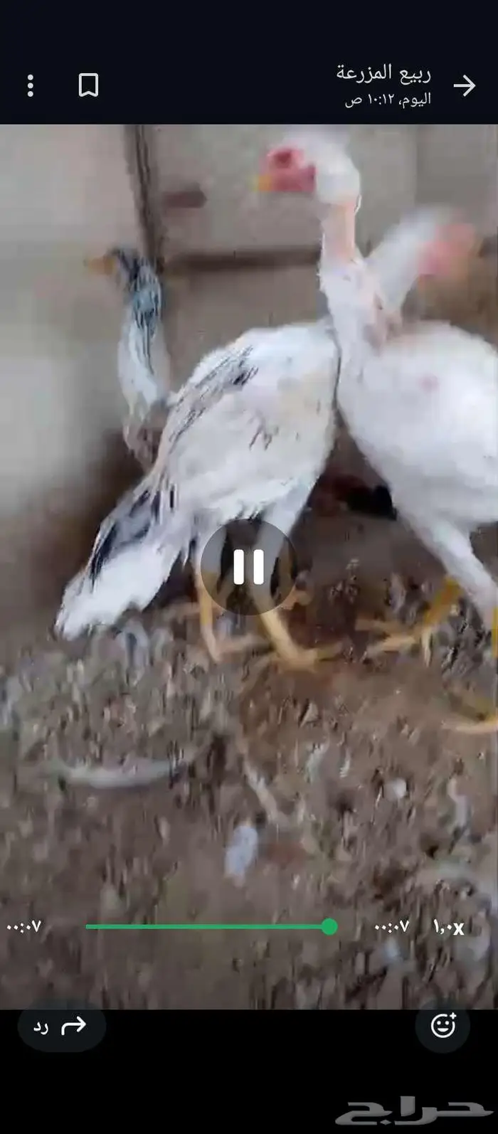 فروخ باكستاني وديوك 0